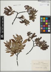 Foto von Salix lapponum L. x Salix myrtilloides L.